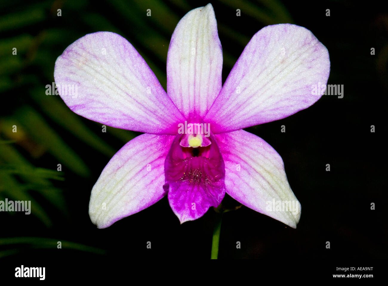 Orchidée fleur des champs l'agriculture de plantation Îles Fidji Au sud de l'océan Pacifique la mer de Southsea agriculteur ferme des terres Banque D'Images
