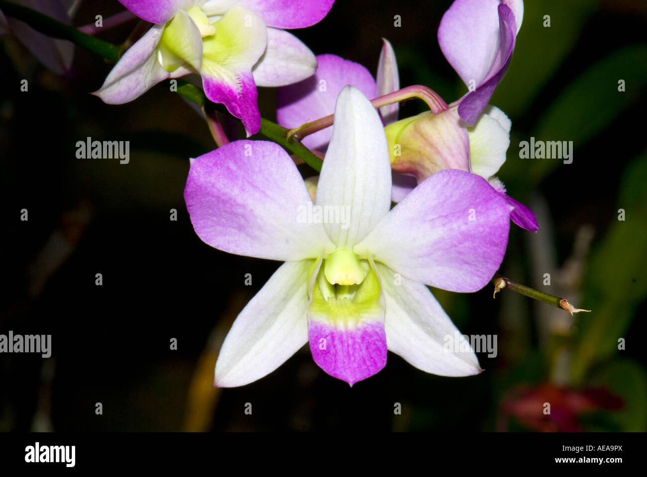 Orchidée fleur des champs l'agriculture de plantation Îles Fidji Au sud de l'océan Pacifique la mer de Southsea agriculteur ferme des terres Banque D'Images