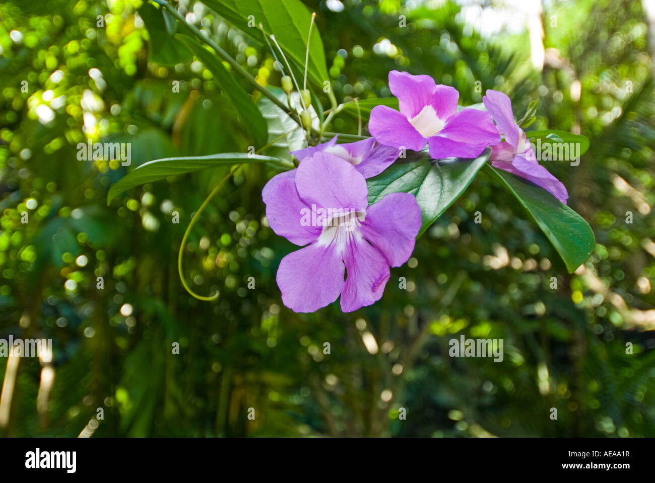 Lila Lilas bleu violet fleur fleur plante îles Fidji Au sud de la mer de Southsea forêt forêt sauvage sauvage du Pacifique Banque D'Images