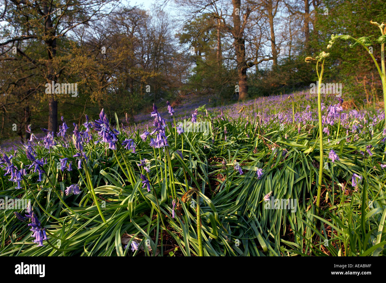 Jacinthes en bois Suffolk Banque D'Images