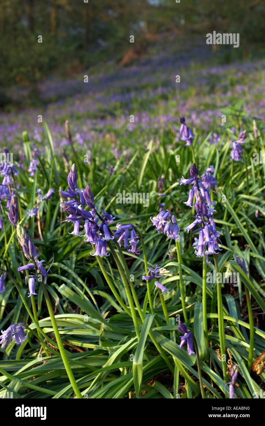 Jacinthes en bois Suffolk Banque D'Images