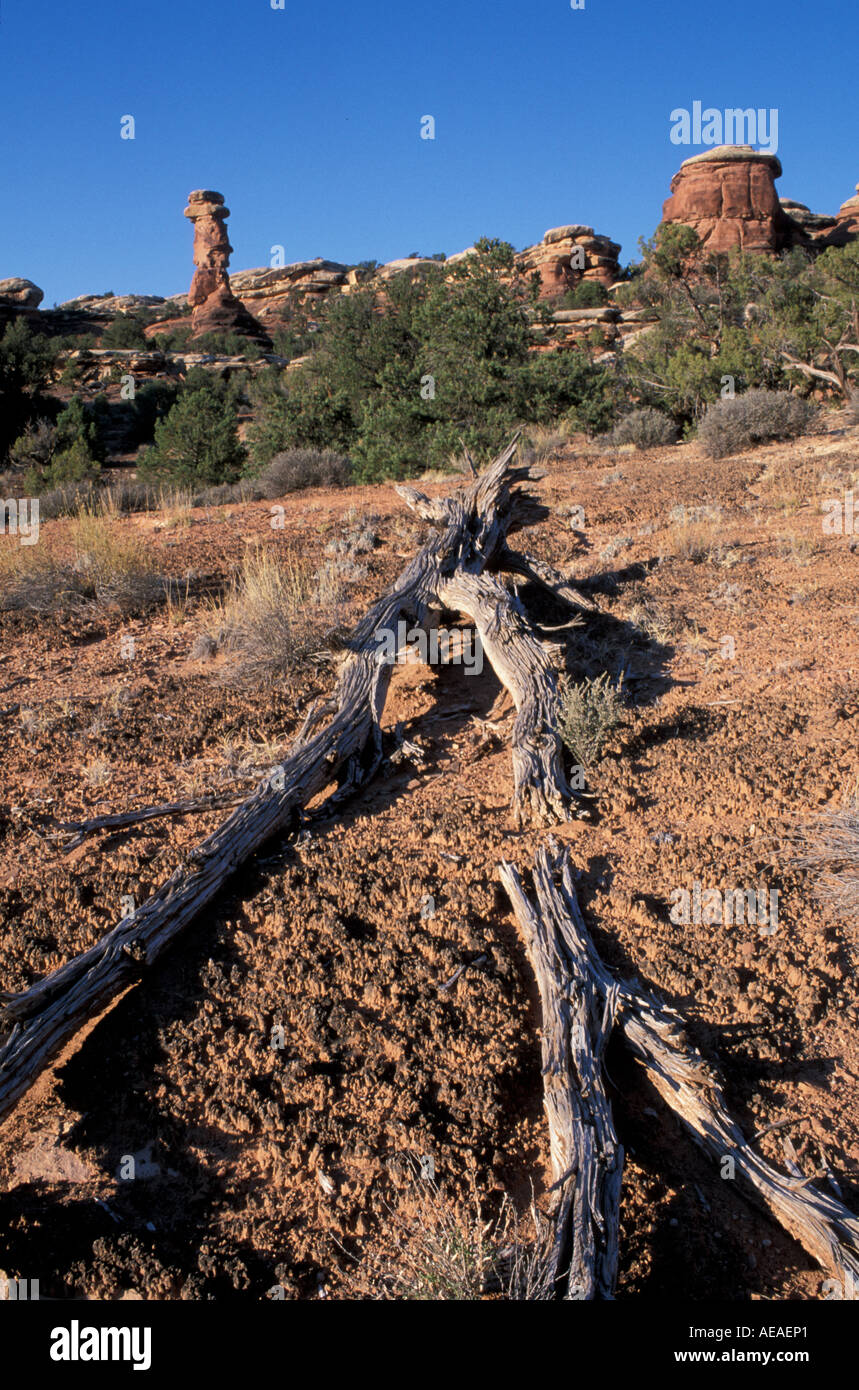 Canyonlands National Park Utah Cedar Mesa formations de grès. Près de la route d'accès Elephant Hill Banque D'Images