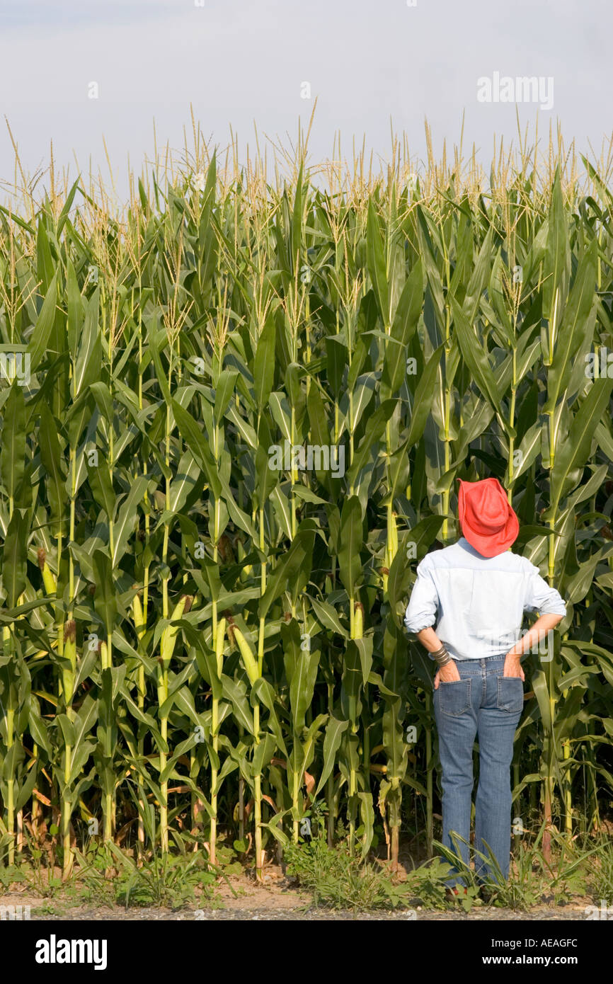 À la recherche d'agriculteurs au champ de maïs Banque D'Images