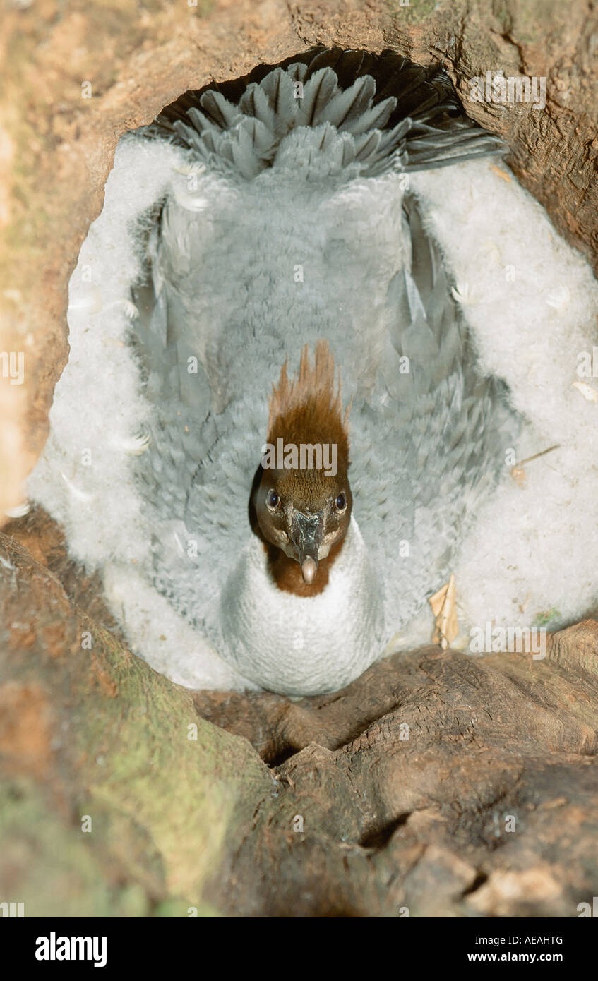 Un Harle bièvre femelle sur son nid dans un arbre creux, Ambleside, Royaume-Uni Banque D'Images