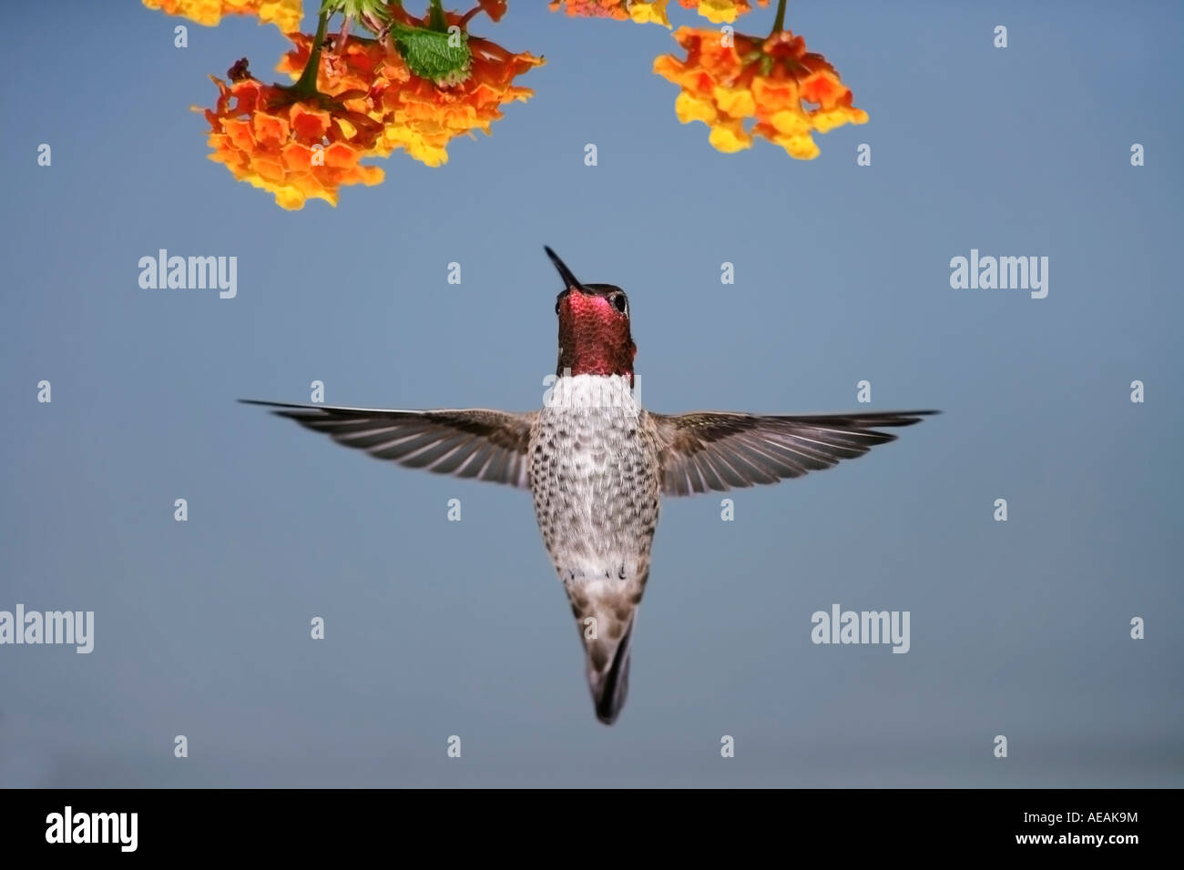 Un homme Anna's Hummingbird planant au-dessous de l'orange et le jaune de fleurs Banque D'Images