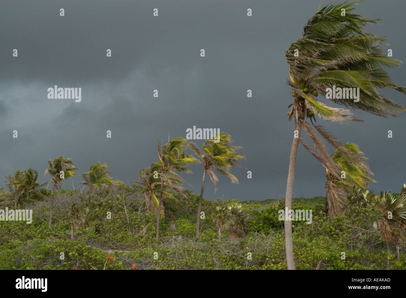 L'approche de l'ouragan Dennis avec palmiers souffle sur Cayman Brac Cayman Islands Banque D'Images