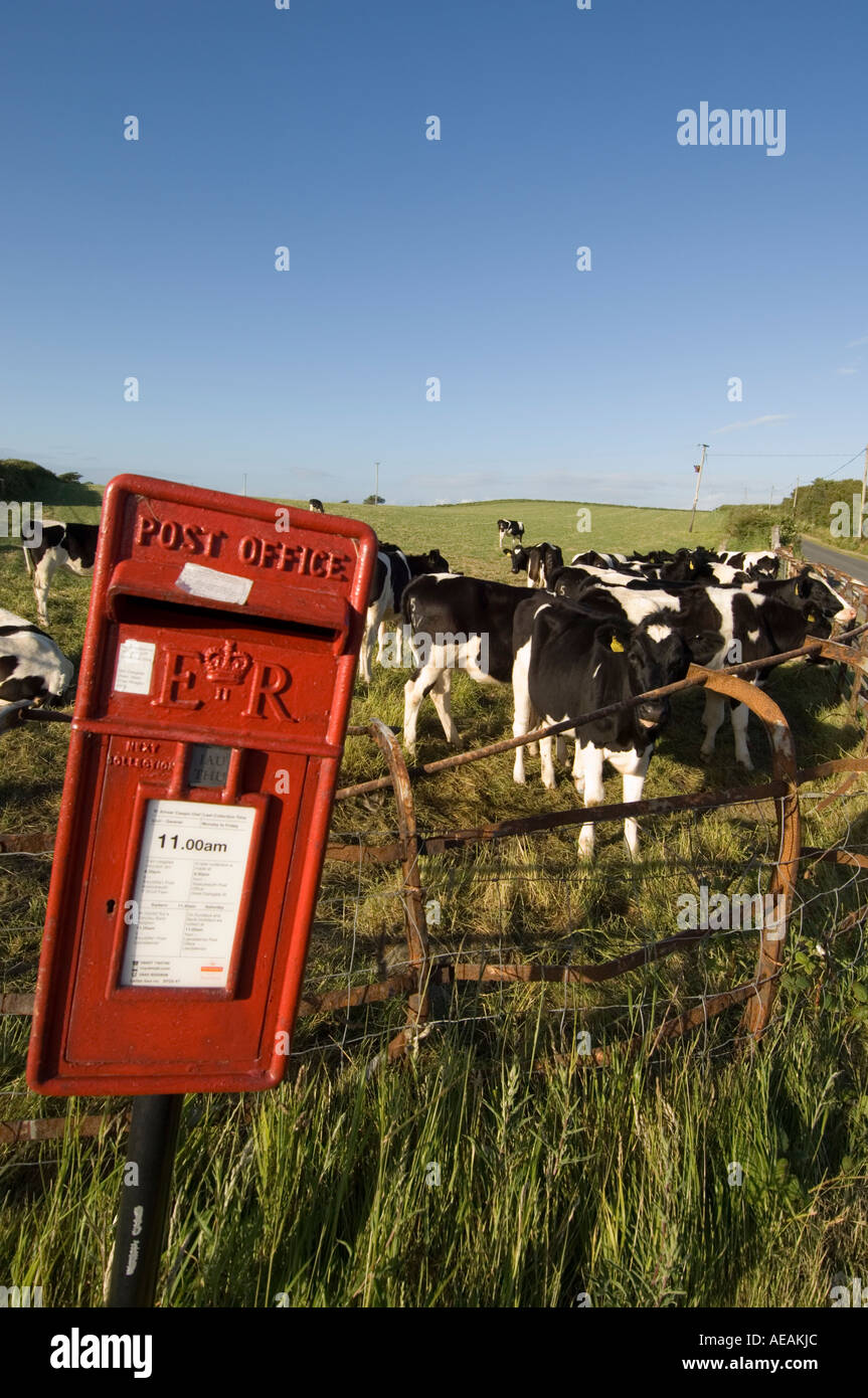 Un rouge Royal Mail post box sur une clôture en face d'un champ de vaches. Pays de Galles UK Banque D'Images