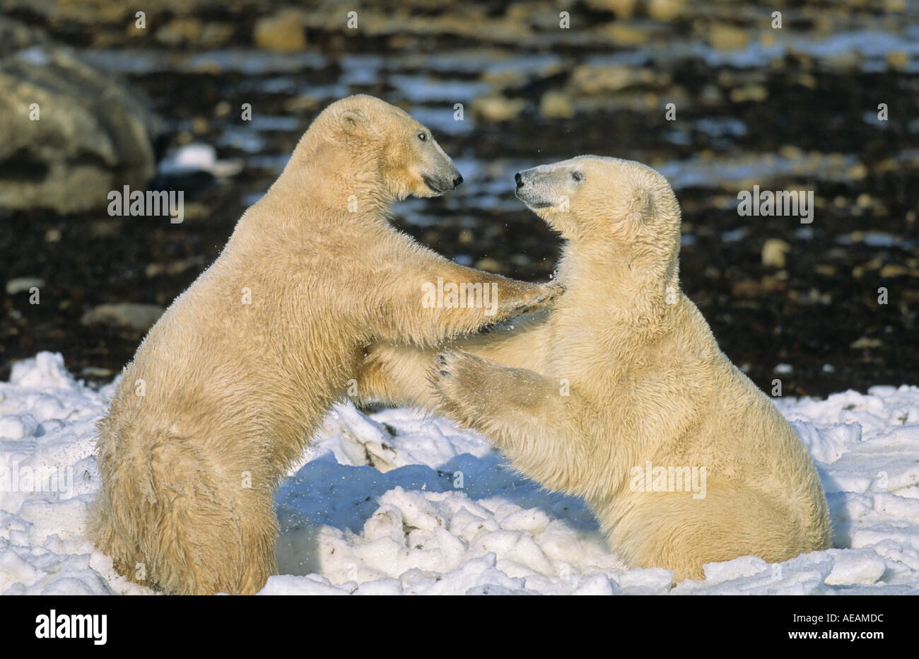 Les ours polaires playfighting Churchill Manitoba Banque D'Images