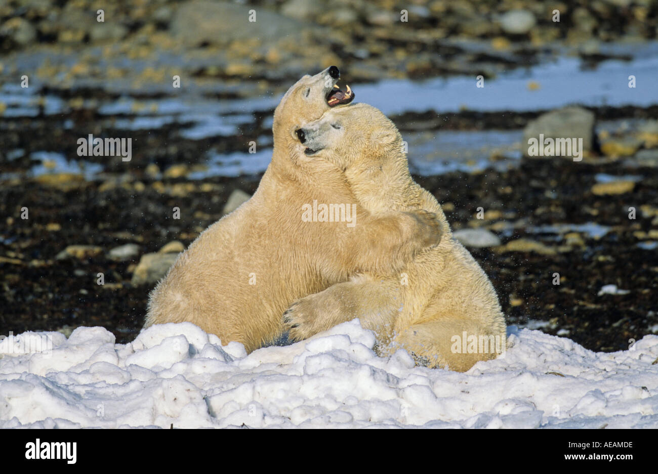 Les ours polaires playfighting et lutte Banque D'Images