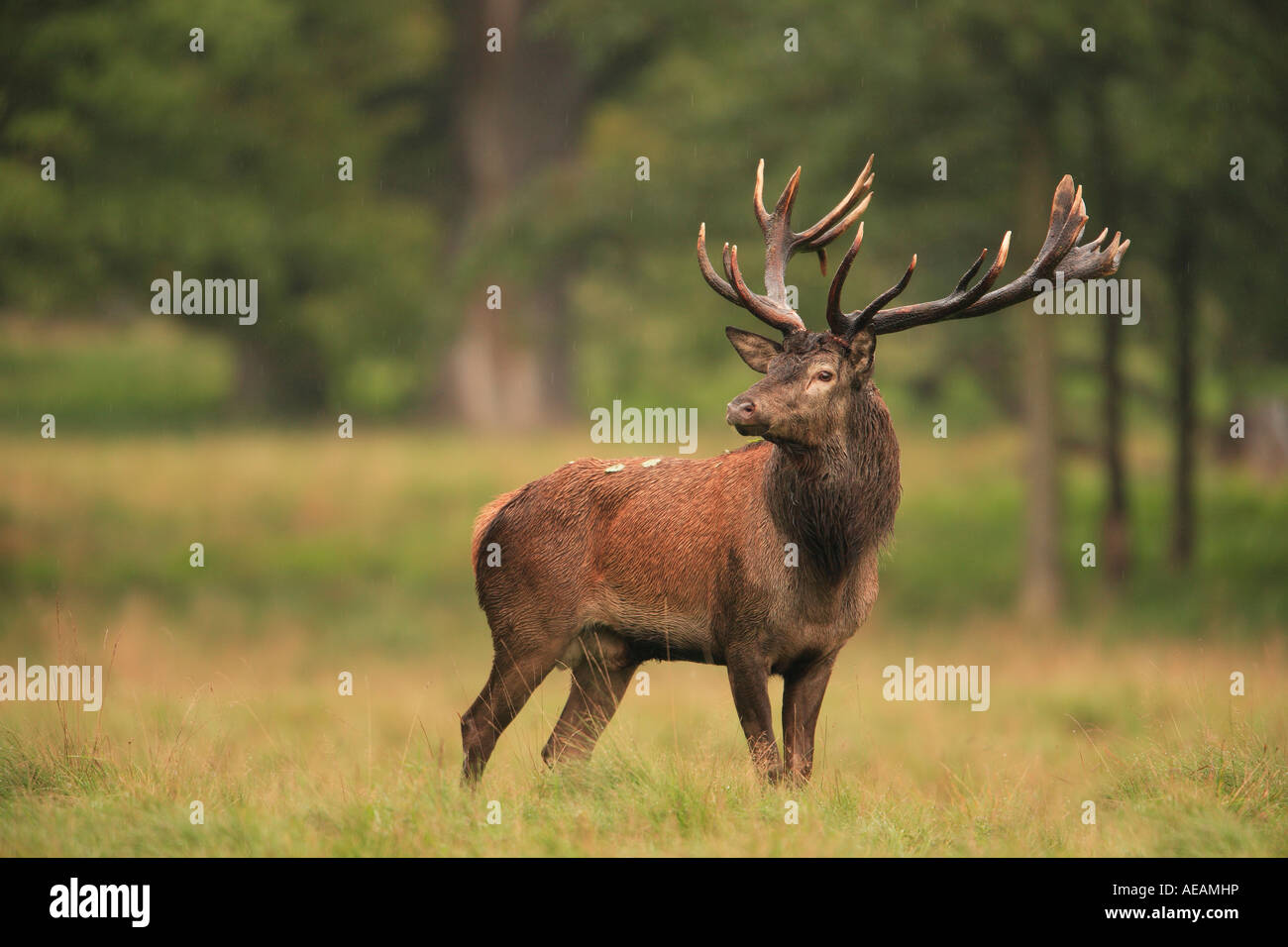 Red Deer (Cervus elaphus) stag, durant le rut debout sur une clairière Banque D'Images