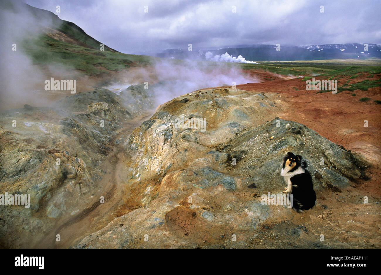 L'Islande, près de l'Gaesafjoll, au nord de Myvatn, le chien au milieu de boue et les évents de vapeur Banque D'Images