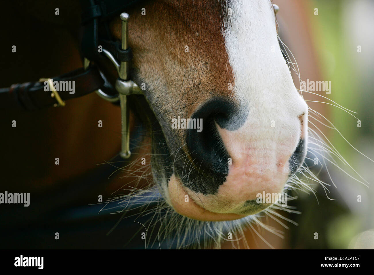 Museau de cheval et peu près jusqu'en Angleterre Banque D'Images