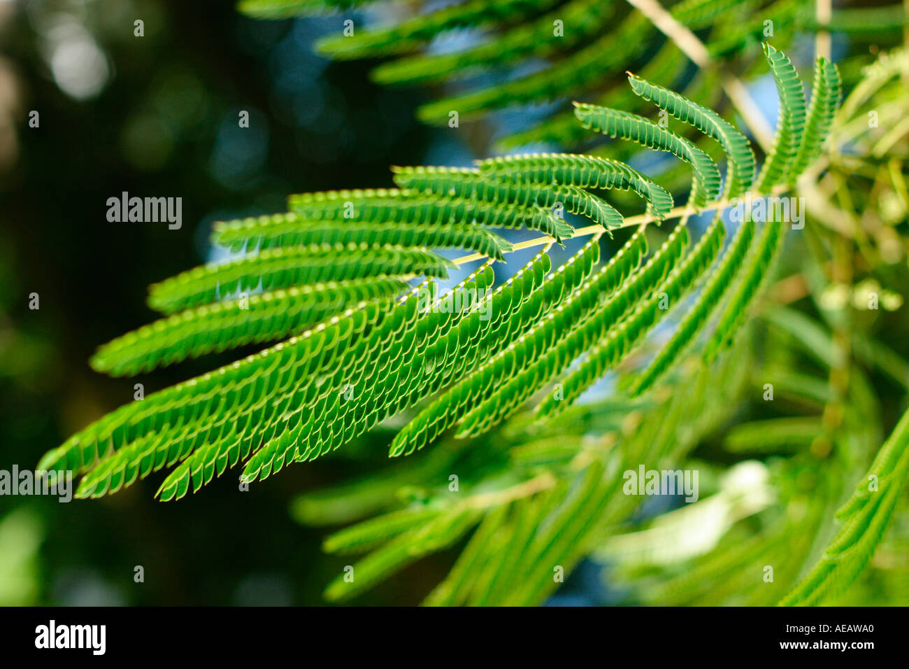 Albizia Arbre branche Arbre à soie feuilles Banque D'Images