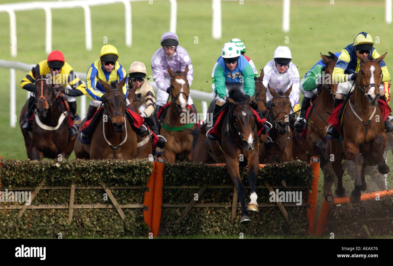La chasse au National Horseracing Festival de courses de Cheltenham jockeys sautant l'une des clôtures Banque D'Images