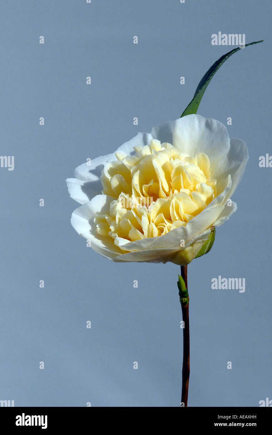 Une seule fleur de Camellia x williamsii 'jury's yellow' Banque D'Images