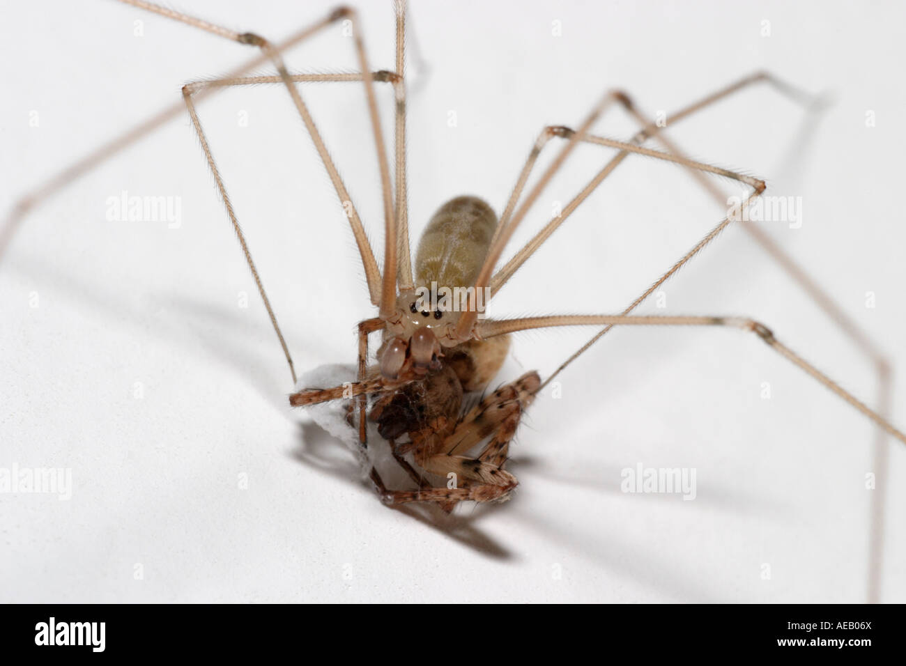 Daddy Long Legs avec araignée Pholcus phalangioides (proies) Banque D'Images