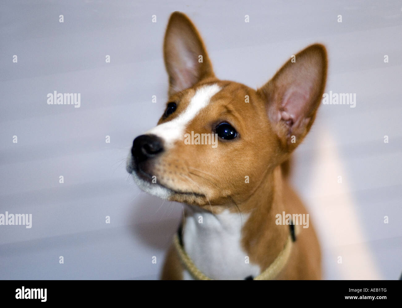 Chien Basenji originaire d'Afrique Cette race est en fait les ancêtres des Dingo le chien sauvage d'Australie capturés à Hvaler Marc Banque D'Images