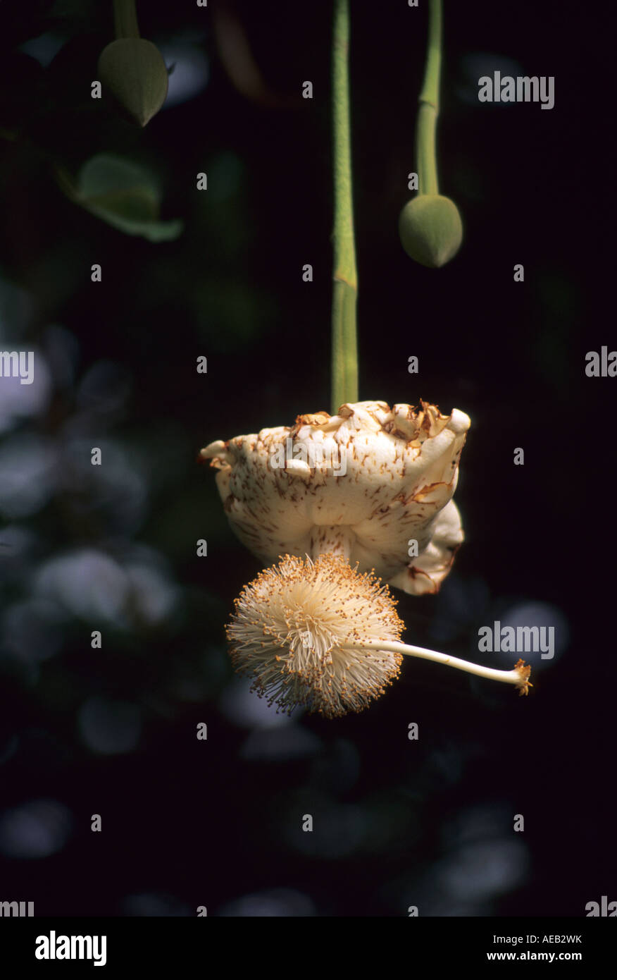 Baobab, fleurs, fruits de saison humide en arrière-plan, le Niger Pod. L'Adansonia digitata Banque D'Images