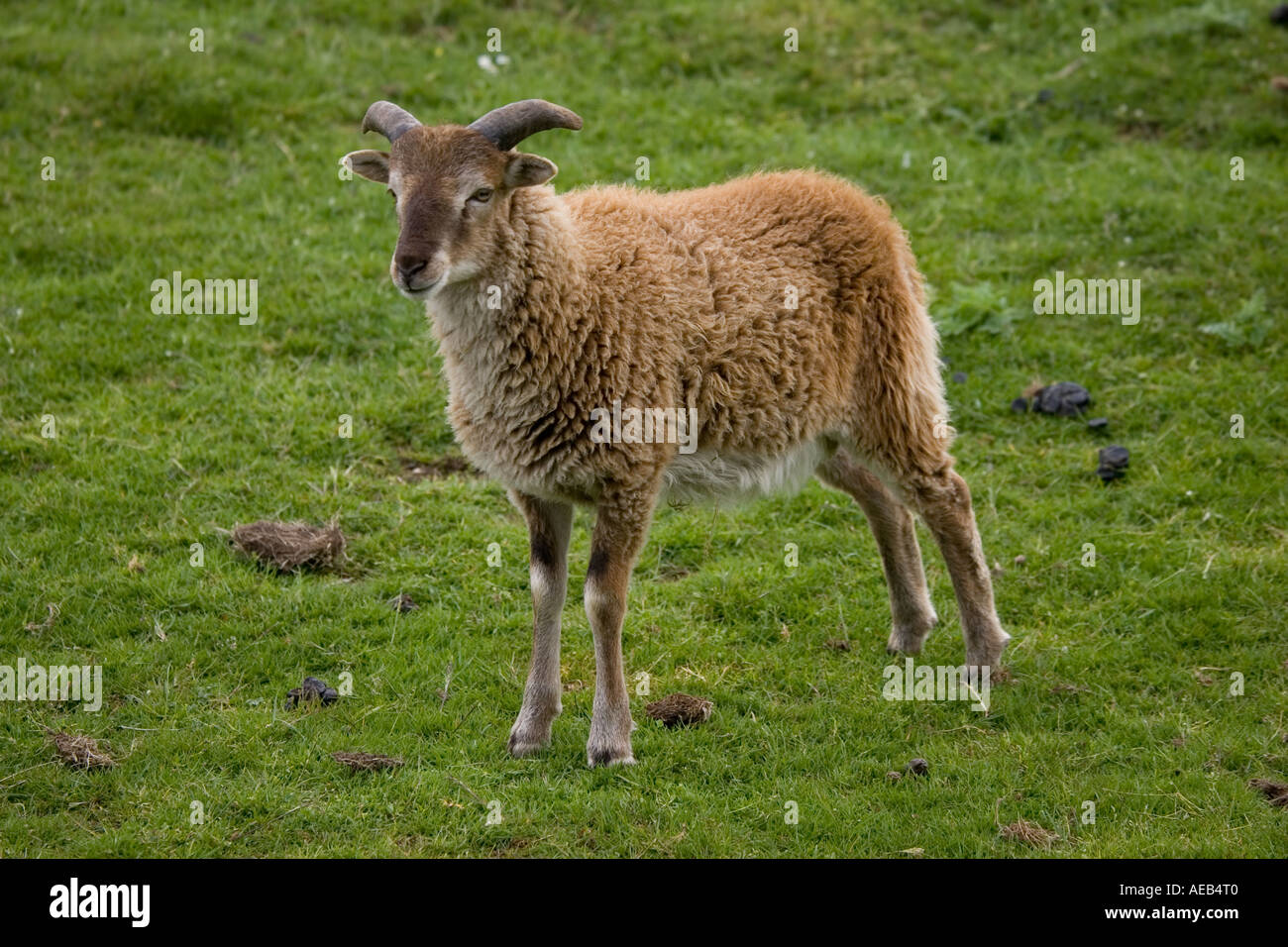 Moutons Soay Ovis aries aries soay Highland Wildlife Park Scotland UK est originaire de St Kilda à Outer Hebrides Banque D'Images