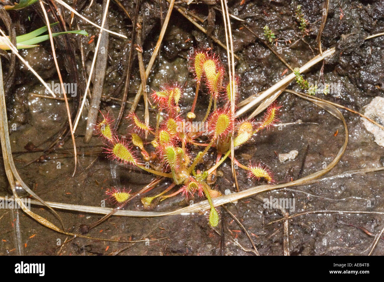 Les plantes insectivores sundew Drosera espèce Ben Eighe National Nature Reserve l'Ecosse Banque D'Images