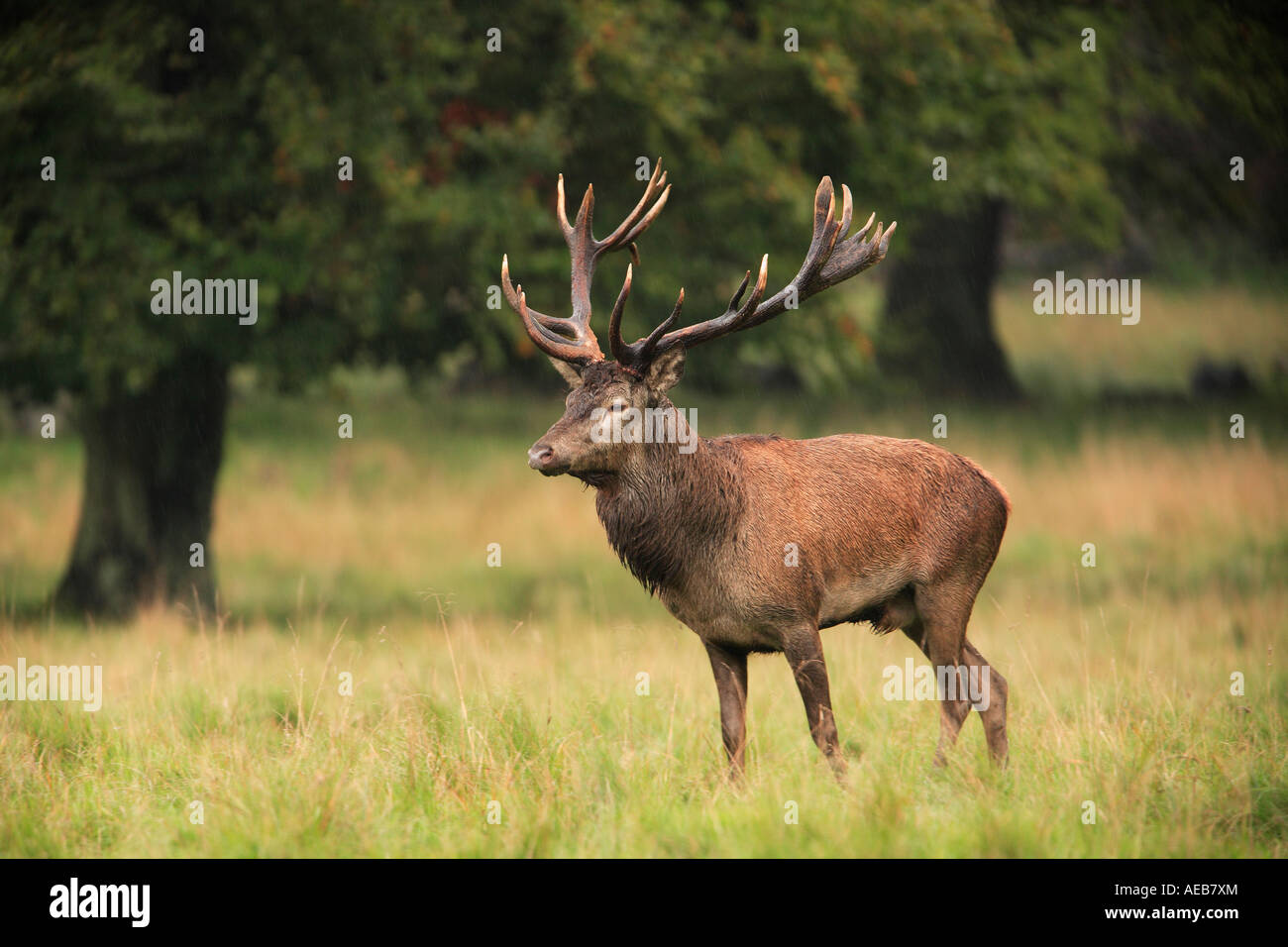Red Deer (Cervus elaphus) stag, pendant le rut, sur un Banque D'Images