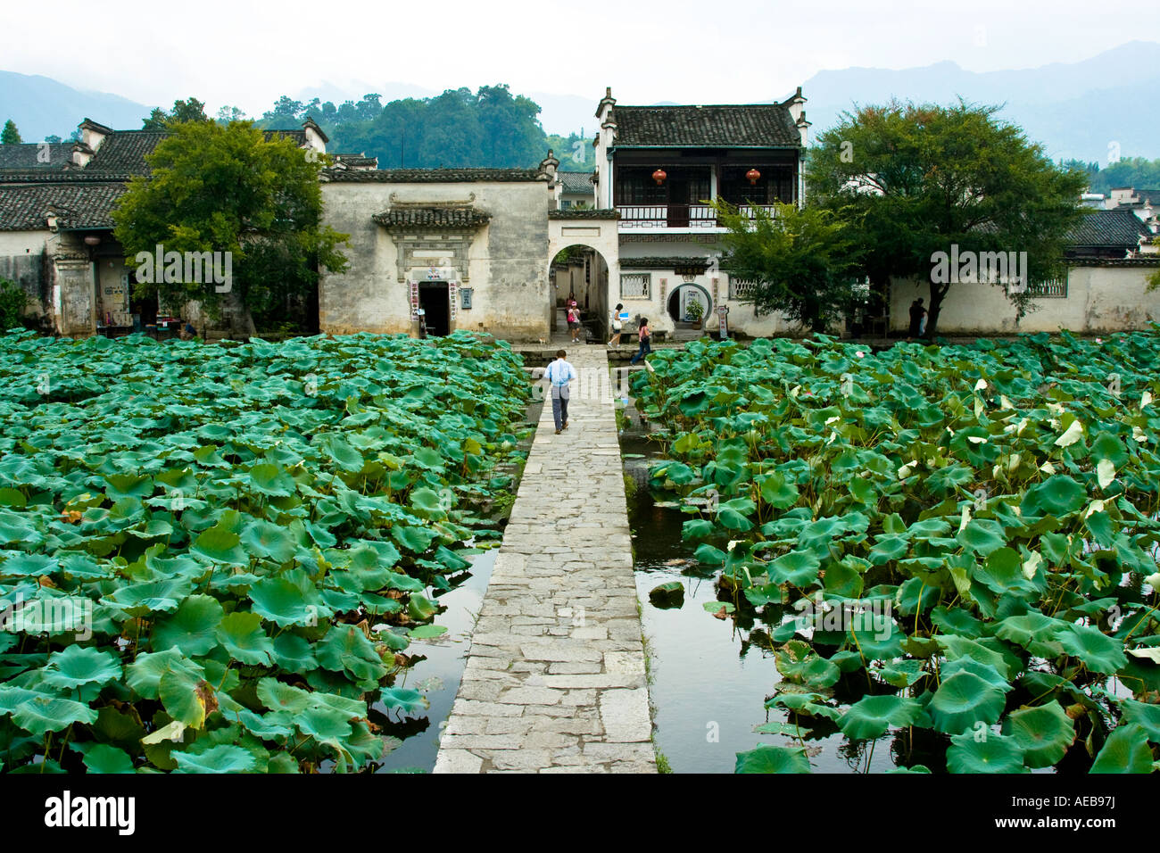 Lillies Pond et de Hongcun Hongcun Village Chine Banque D'Images