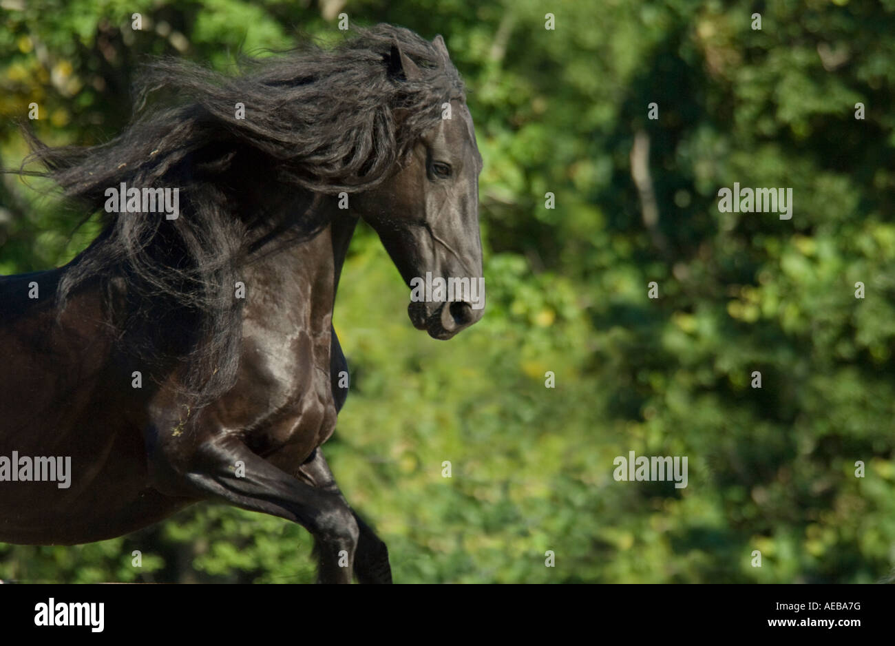 Tête de cheval frison mare en marche Banque D'Images