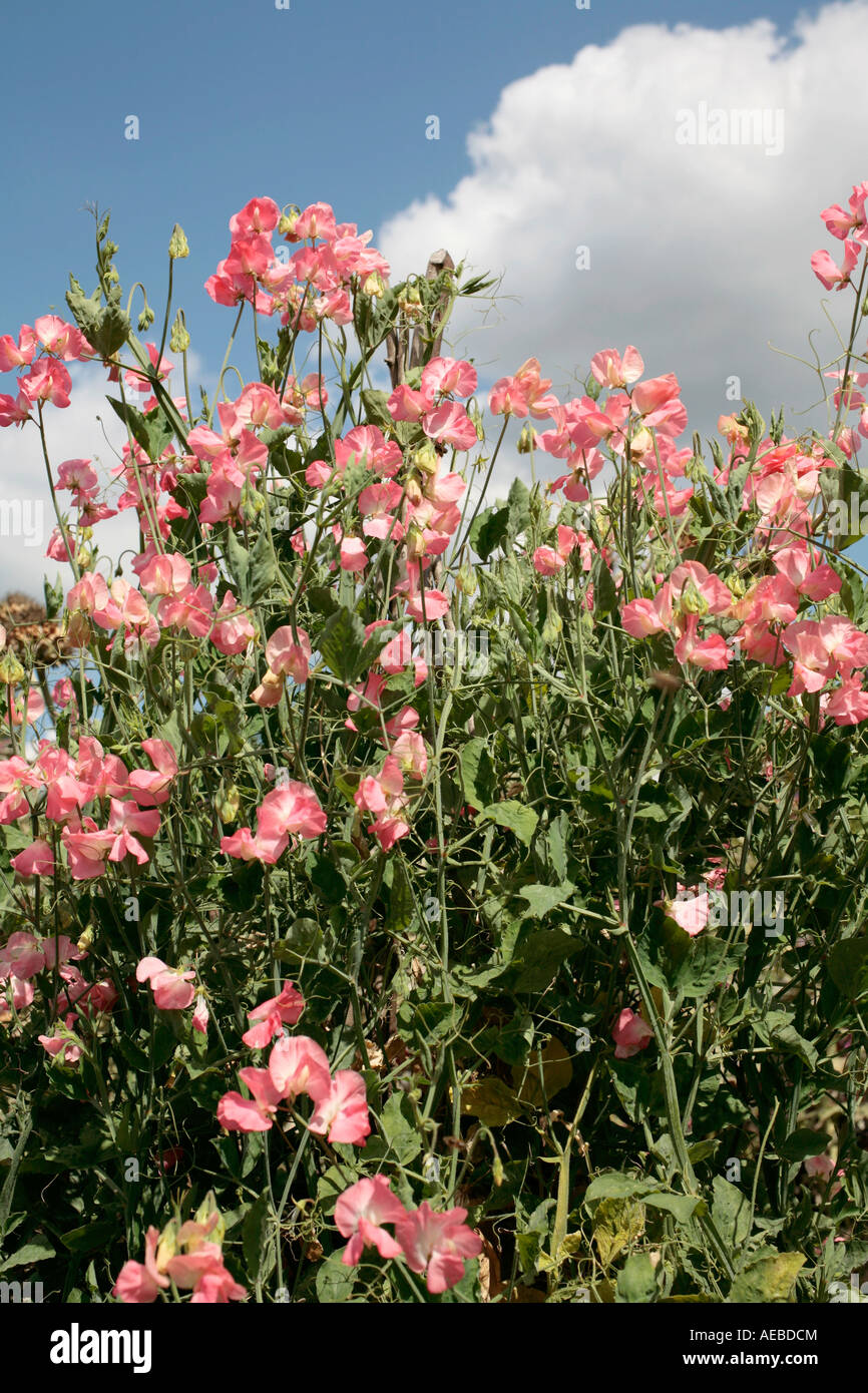 Pea douce 'princesse Elizabeth' (Lathyrus odoratus) en fleur à la fin de l'été Banque D'Images