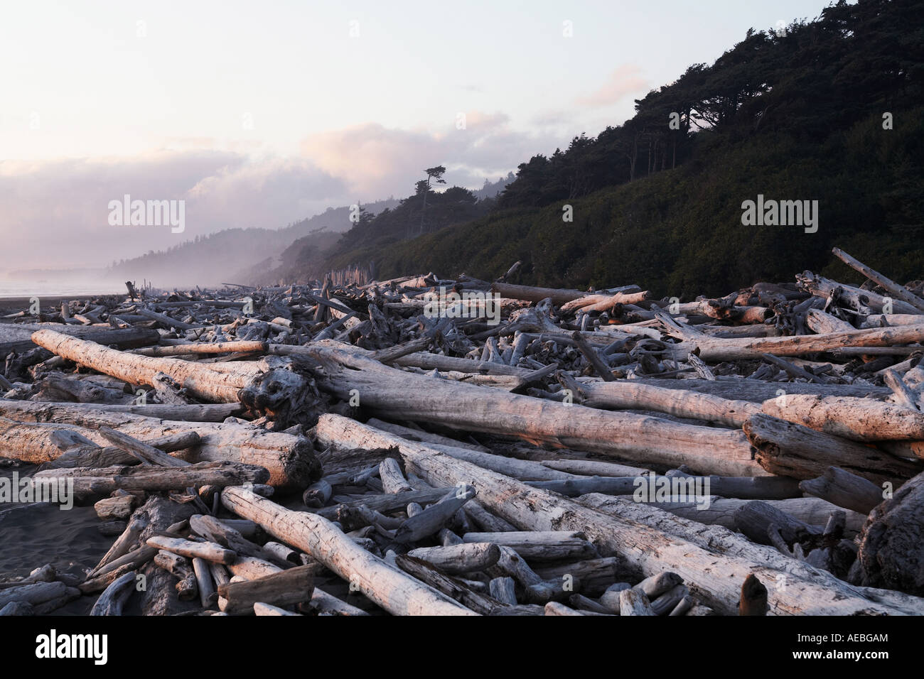 Coucher de soleil pourpre avec large plage de bois flotté sur la plage remplie Kalaloch, Olympic National Park, Washington, la Péninsule Olympique Banque D'Images