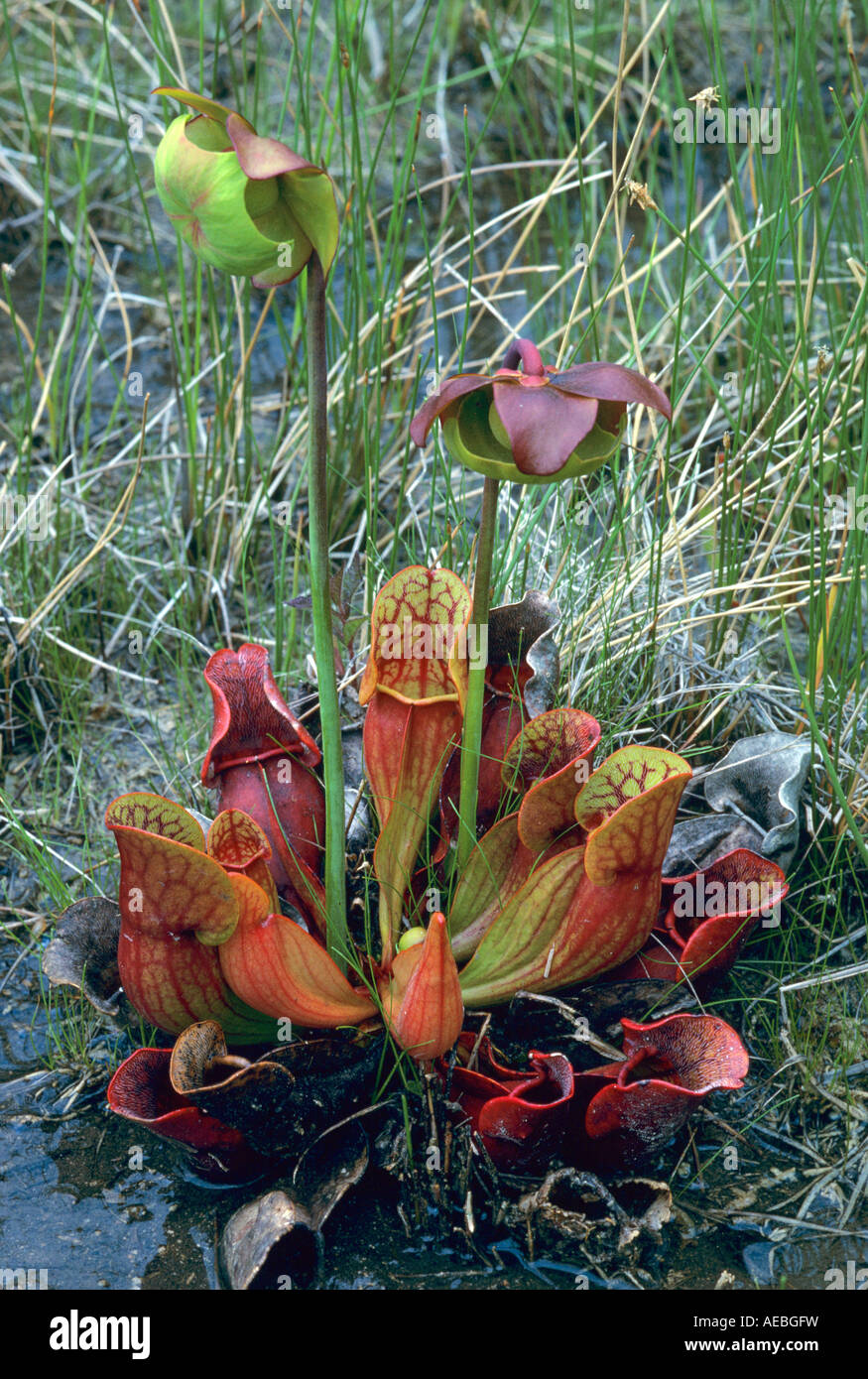 Carnivore plante de pichet du Nord Sarracenia purpurea E Amérique du Nord, par Skip Moody/Dembinsky photo Assoc Banque D'Images