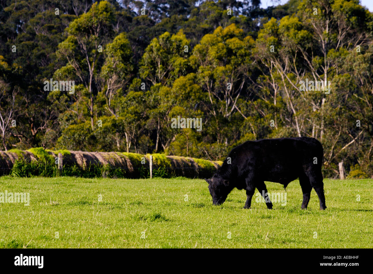 Vache Noire gazonner Banque D'Images