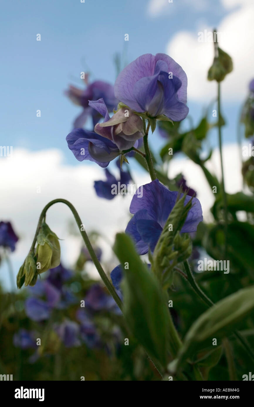 La paa douce 'Skies Parfumées' en fleur à la fin de l'été Banque D'Images