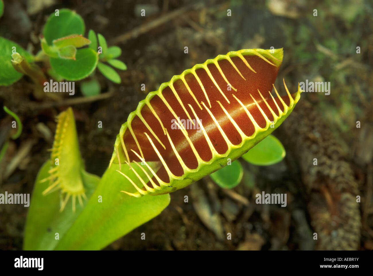 Dionaea muscipula Dionée sud-est des États-Unis d'photographié dans l'habitat naturel Banque D'Images