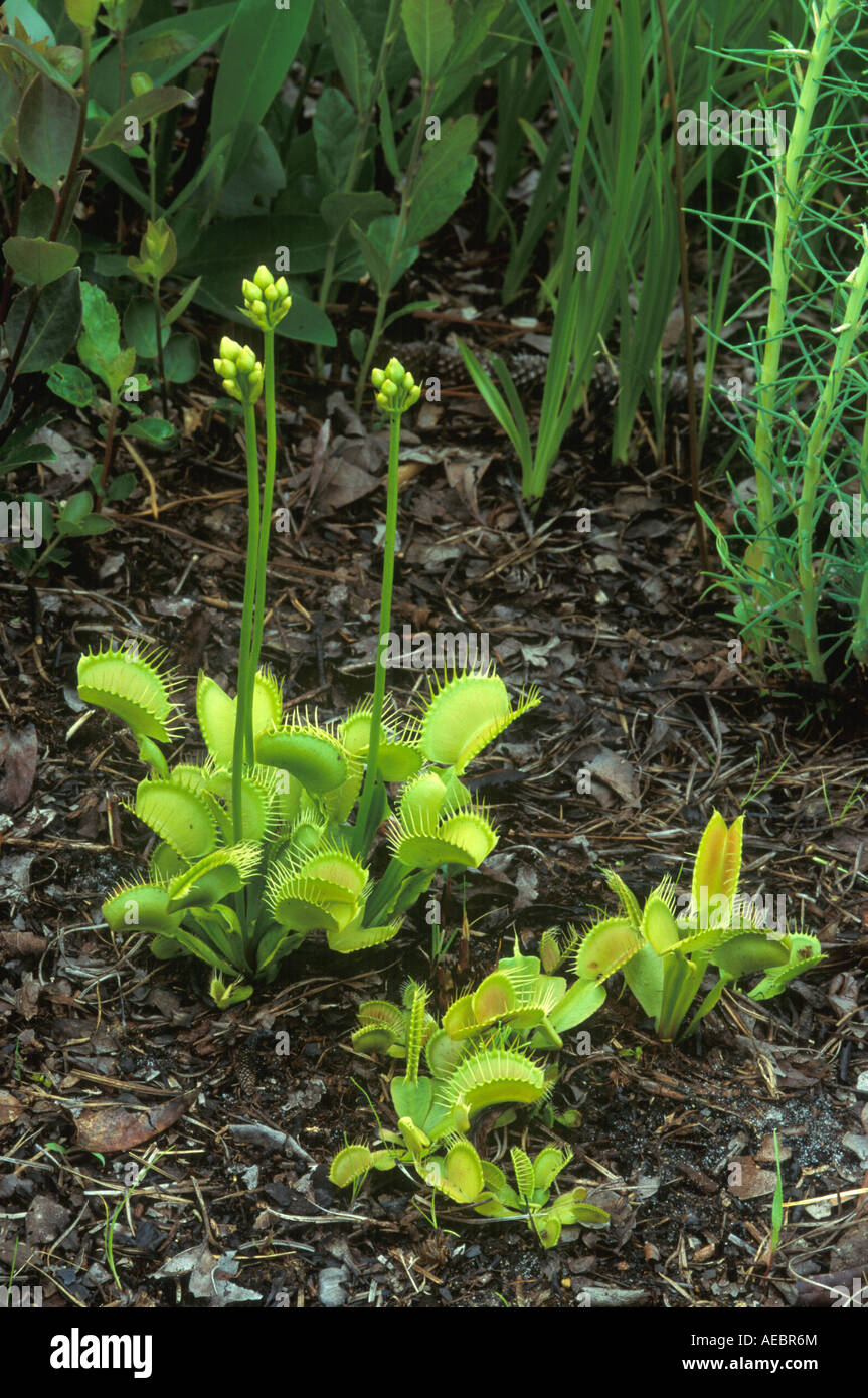 Dionaea muscipula Dionée trappes ouvertes et fermées, NC USA photographié dans l'habitat naturel, par Bill Lea/Dembinsky Assoc Photo Banque D'Images