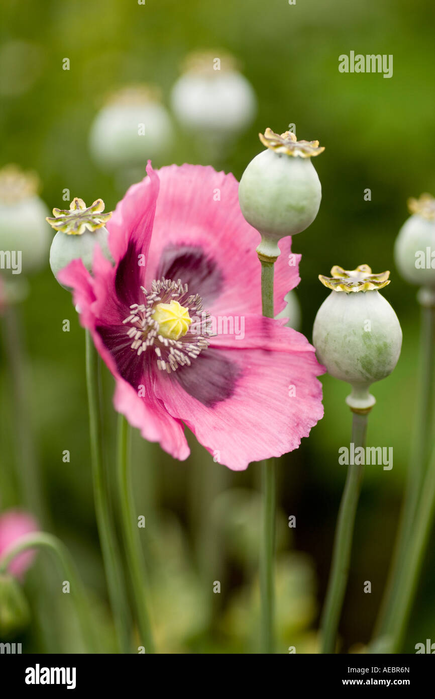 Jardin d'été de fleurs et têtes de graine de pavot PAPAVERACEAE Papaver somniferum Scotland UK Banque D'Images