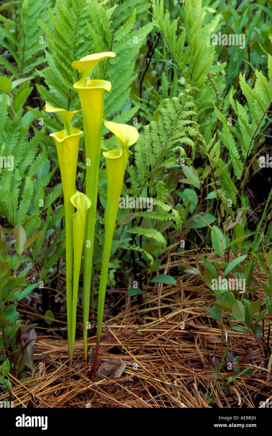 Plante carnivore ou trompette jaune de la sarracénie Sarracenia flava SE USA Banque D'Images