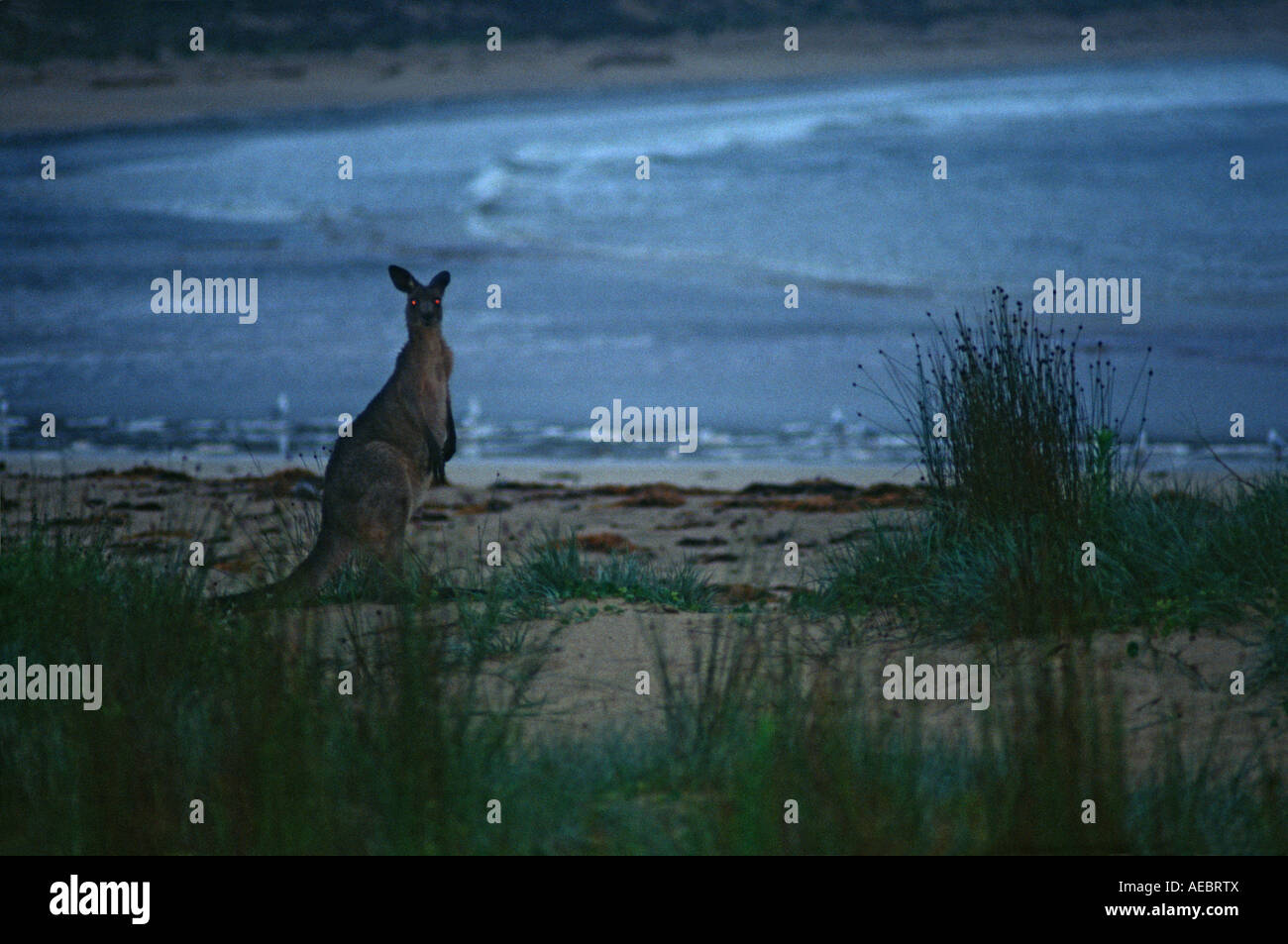 South durras lacs à Bateman s Bay NSW Australie kangaroo Banque D'Images