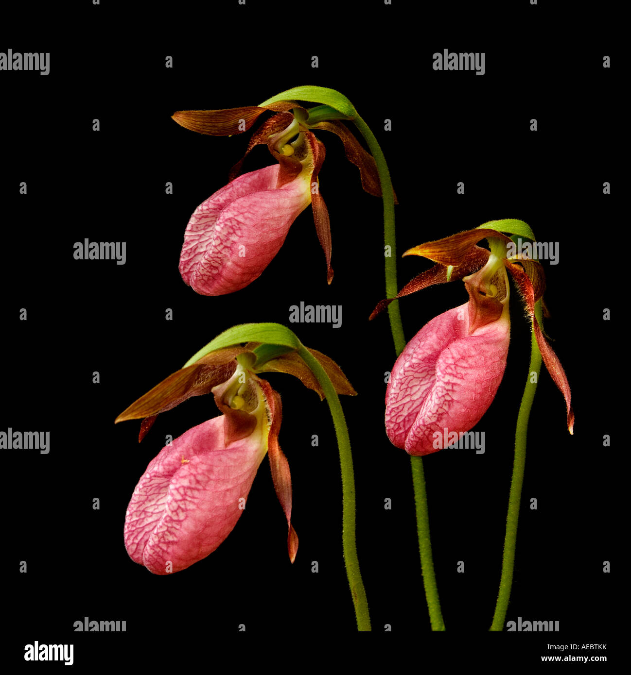 Trois fleurs Lady Slipper à Vérone State Park sur fond noir Banque D'Images