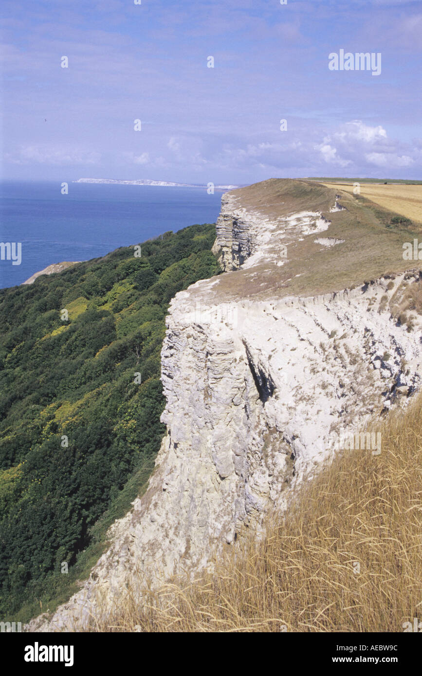 Gore Cliff Hampshire UK Banque D'Images