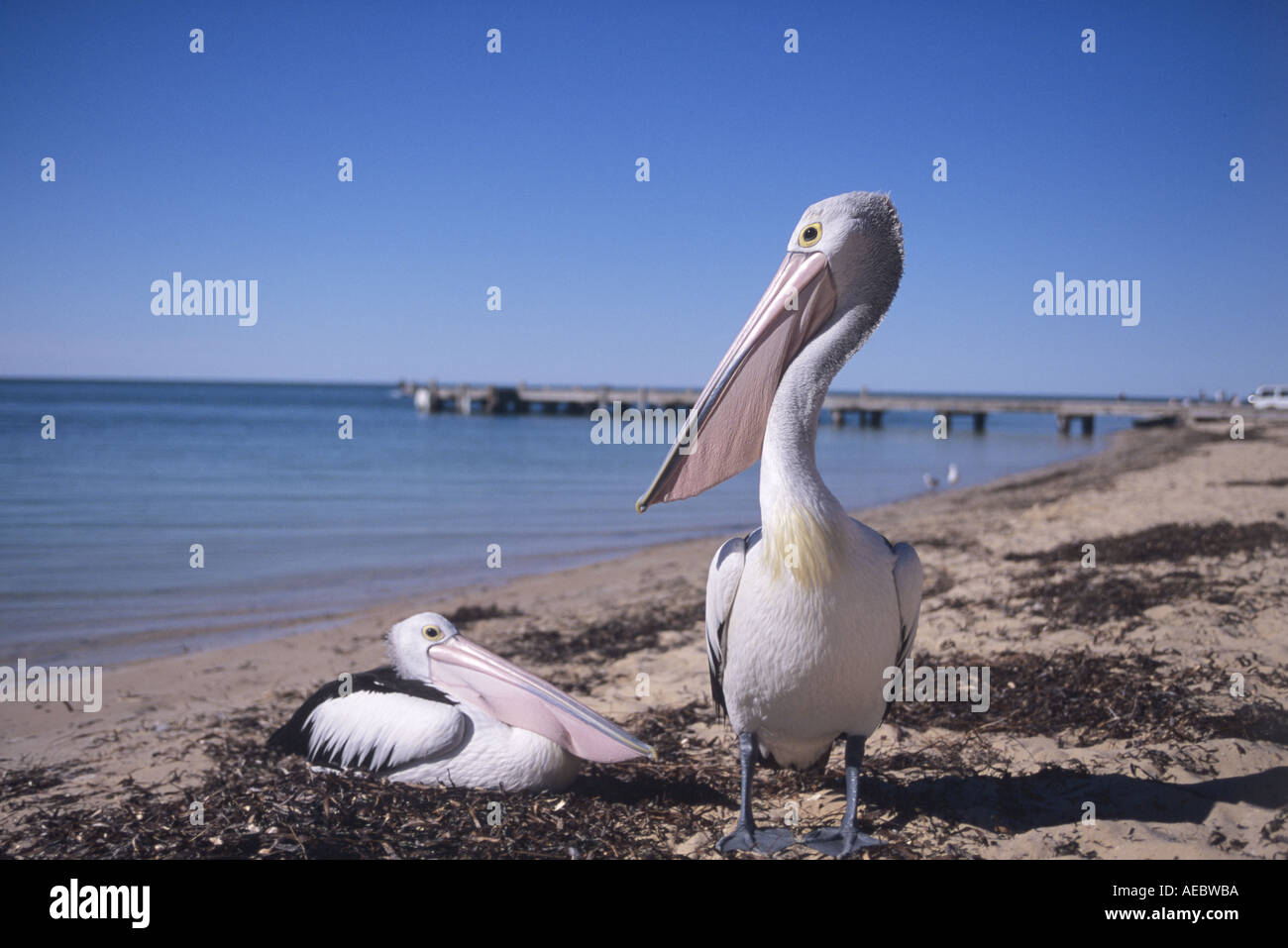 Pélicans Banque D'Images