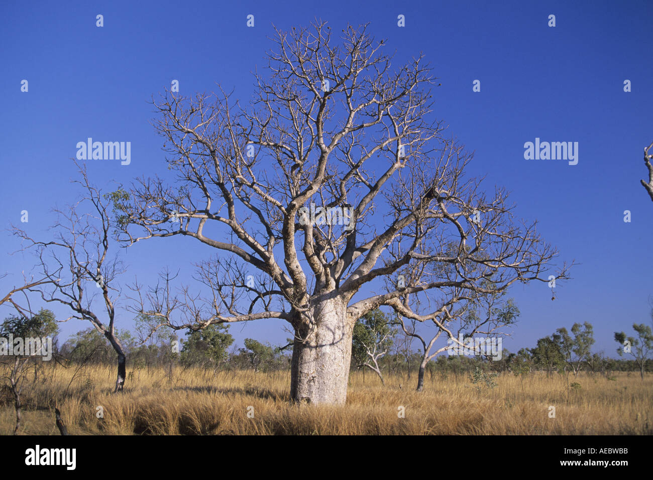 Arbre bouteille Banque D'Images