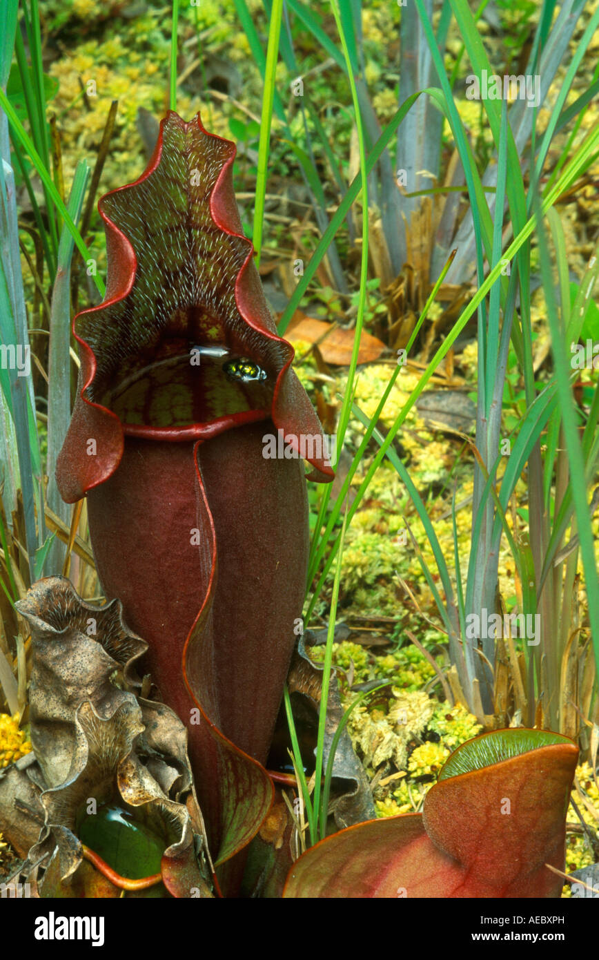 Le Nord de carnivore sarracénie Sarracenia purpurea e Amérique du Nord, par Bill Lea/Dembinsky Assoc Photo Banque D'Images