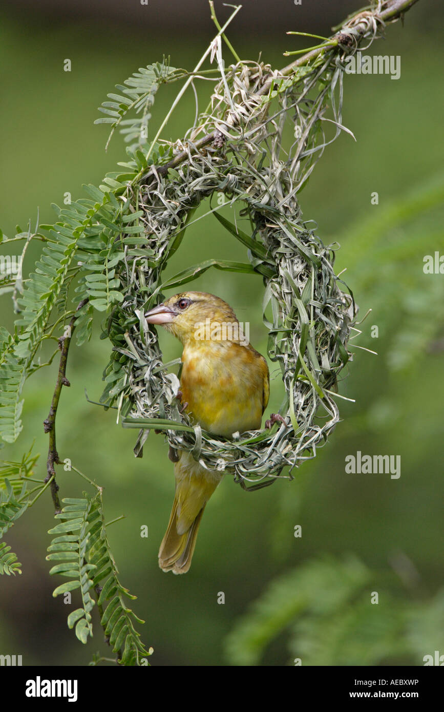 Tête Noire femelle Weaver la construction du nid Banque D'Images