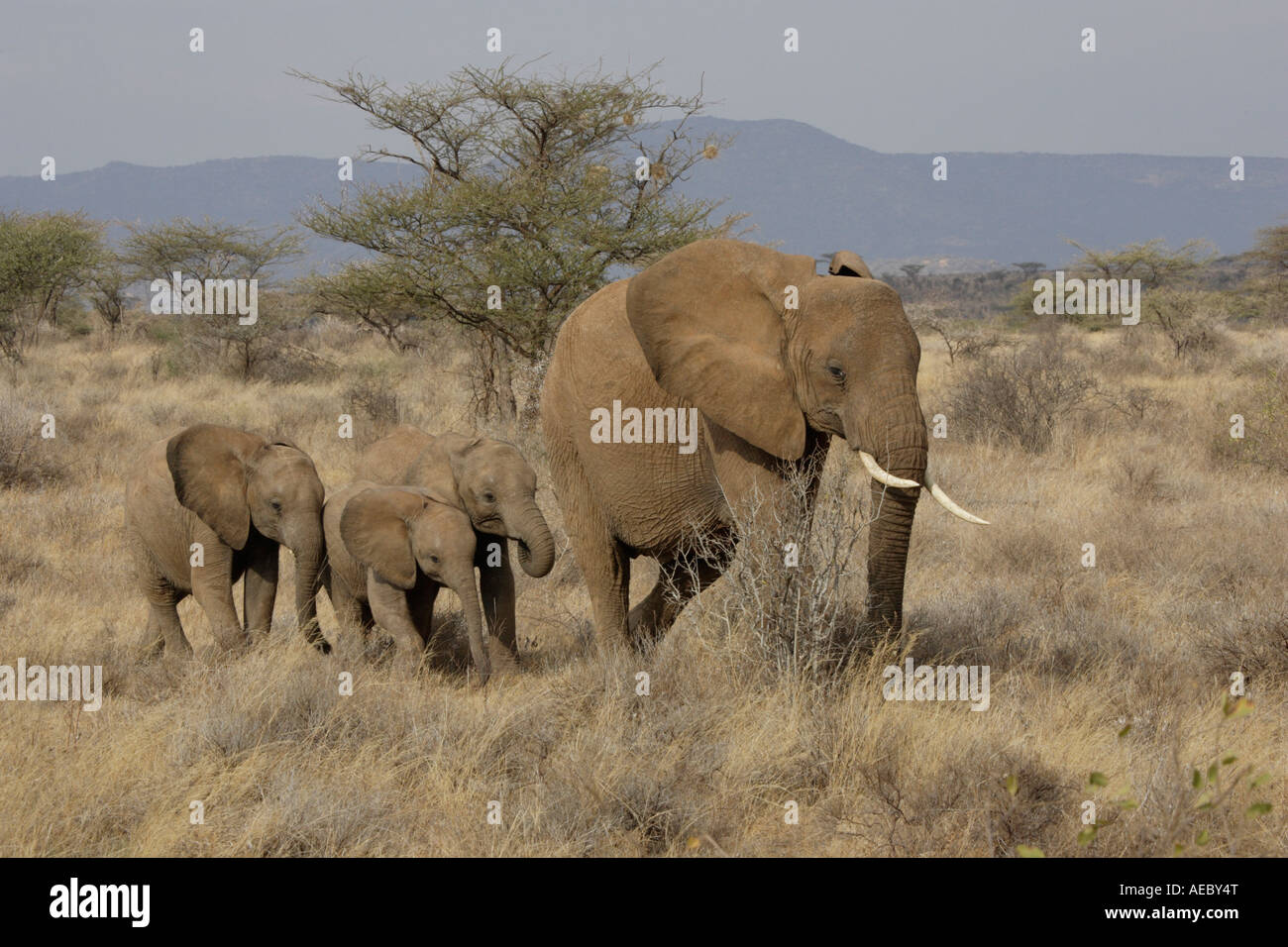 L'éléphant d'Afrique et trois jeunes Banque D'Images