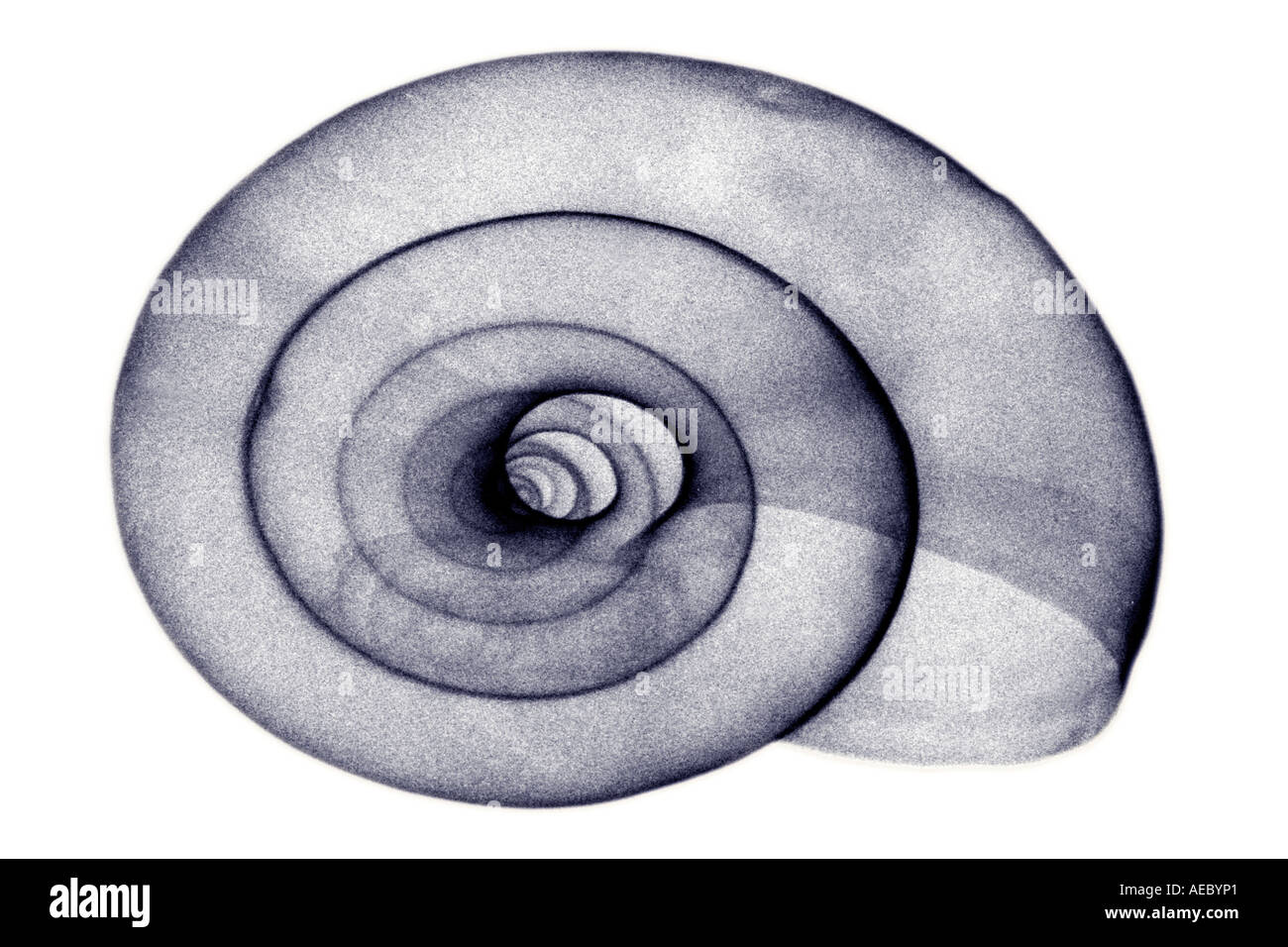 X-ray photographie d'une coquille d'escargot de terre (Zonites algirus). Coquille d'une journée internationale d'escargot terrestre. Banque D'Images