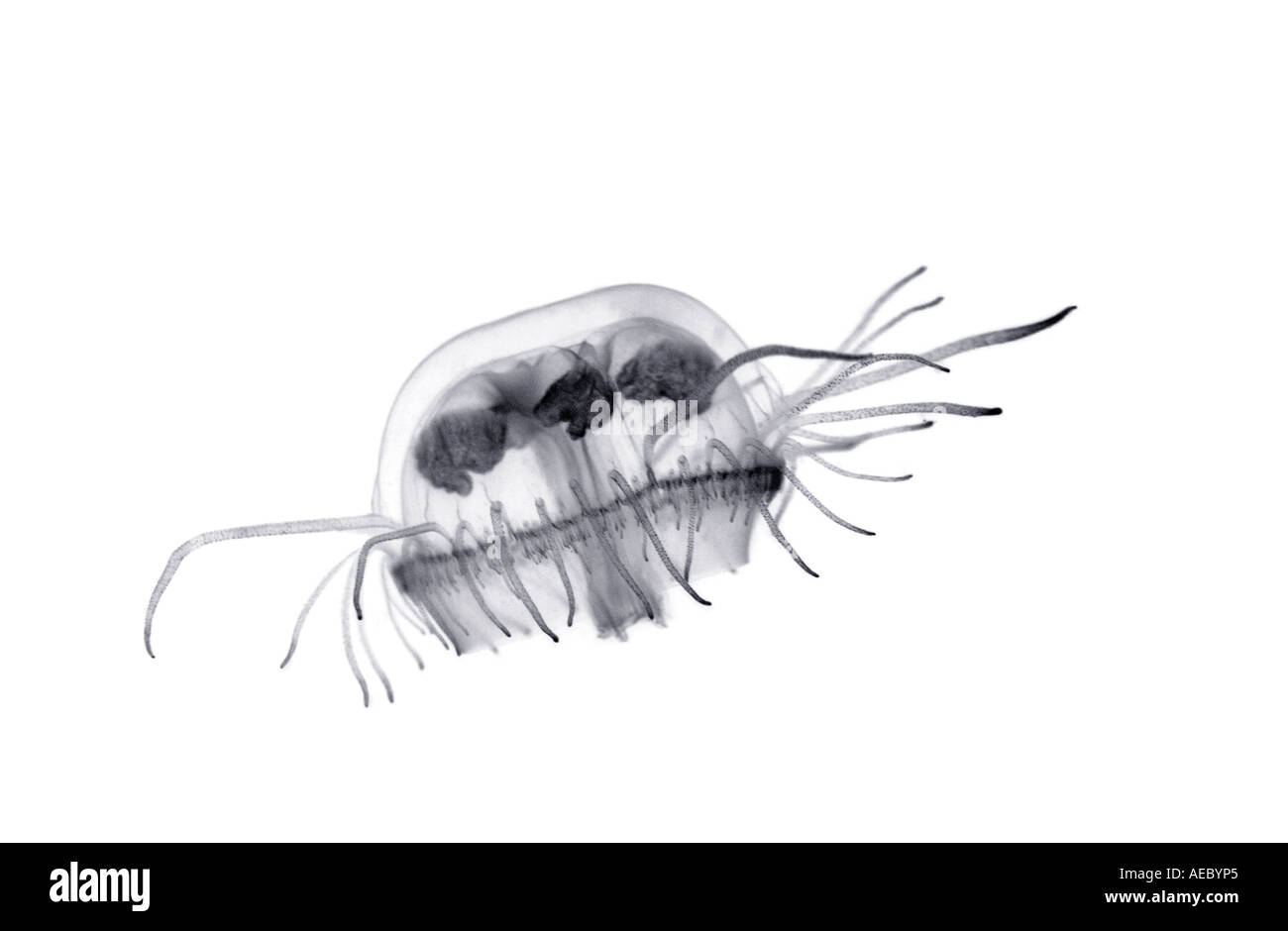 Une méduse d'eau douce (Craspedacusta sowerbyi). Méduse d'eau douce (Craspedacusta sowerbyi). Banque D'Images