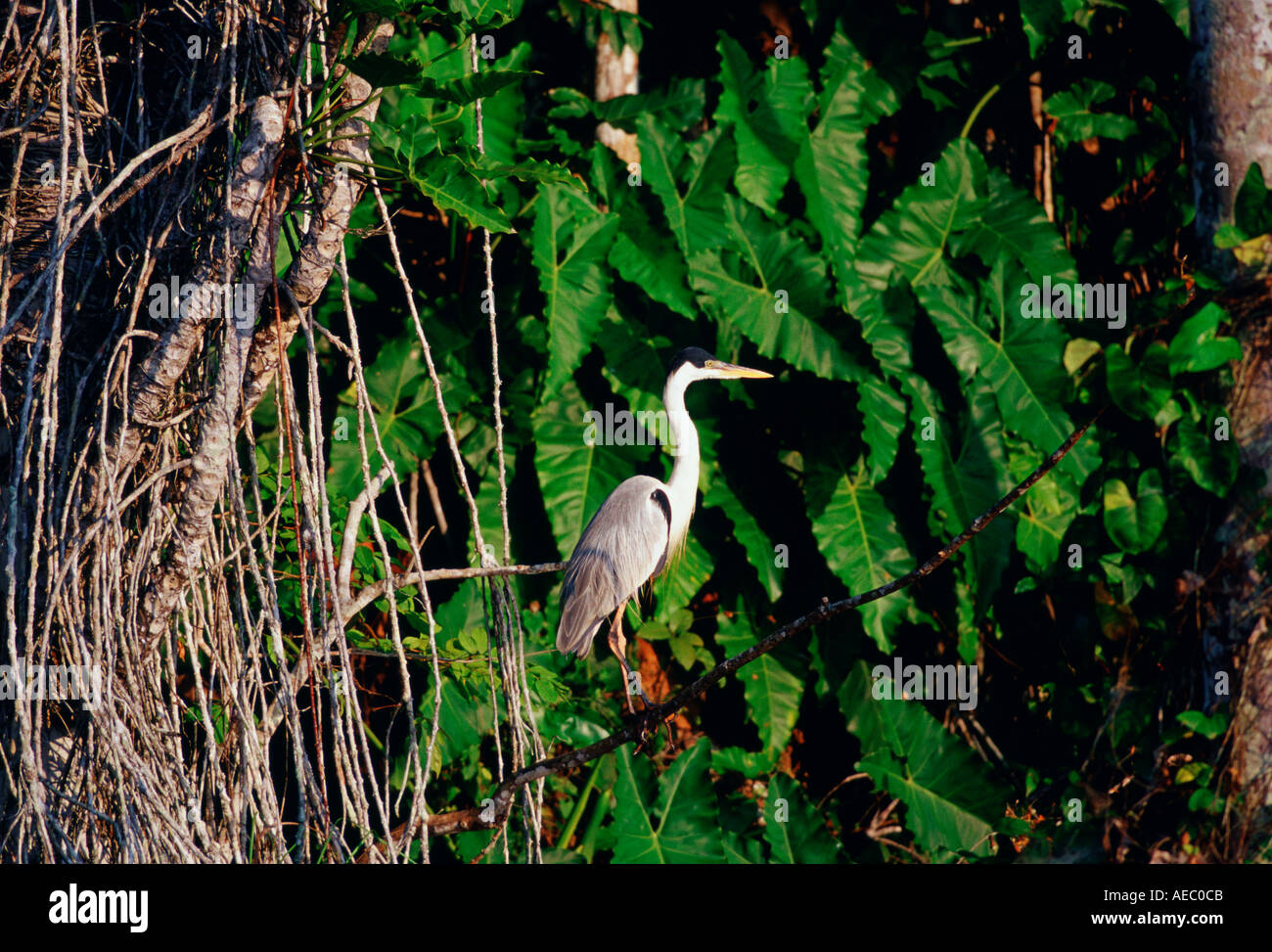 Oiseau Heron au Lac Sandoval Rainforest péruvien Amérique du Sud Banque D'Images