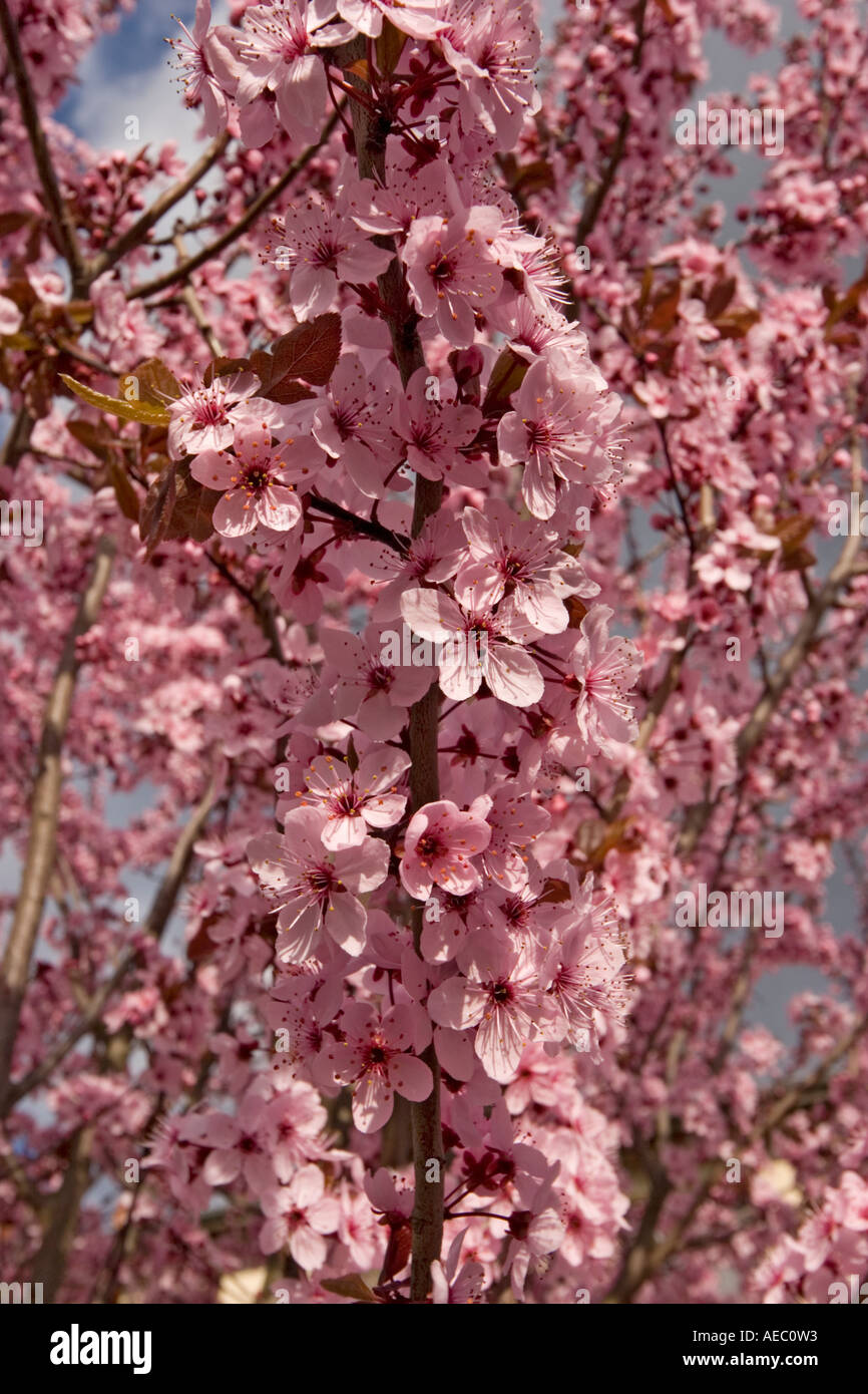 Une Branche En Fleurs D un Cerisier Prunier Prunus Cerasifera une-branche-en-fleurs-d-un-cerisier-prunier-prunus-cerasifera