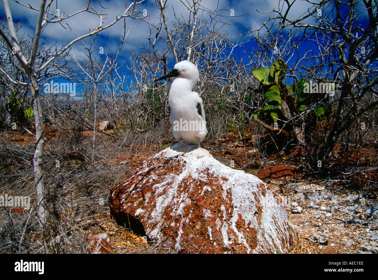 Oiseau bleu juvénile pieds rouges sur les îles Galapagos Banque D'Images