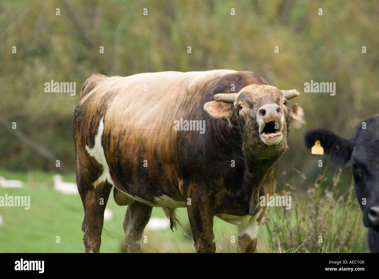 Bull en colère près de Mokauiti King Pays Île du Nord Nouvelle-zélande Banque D'Images